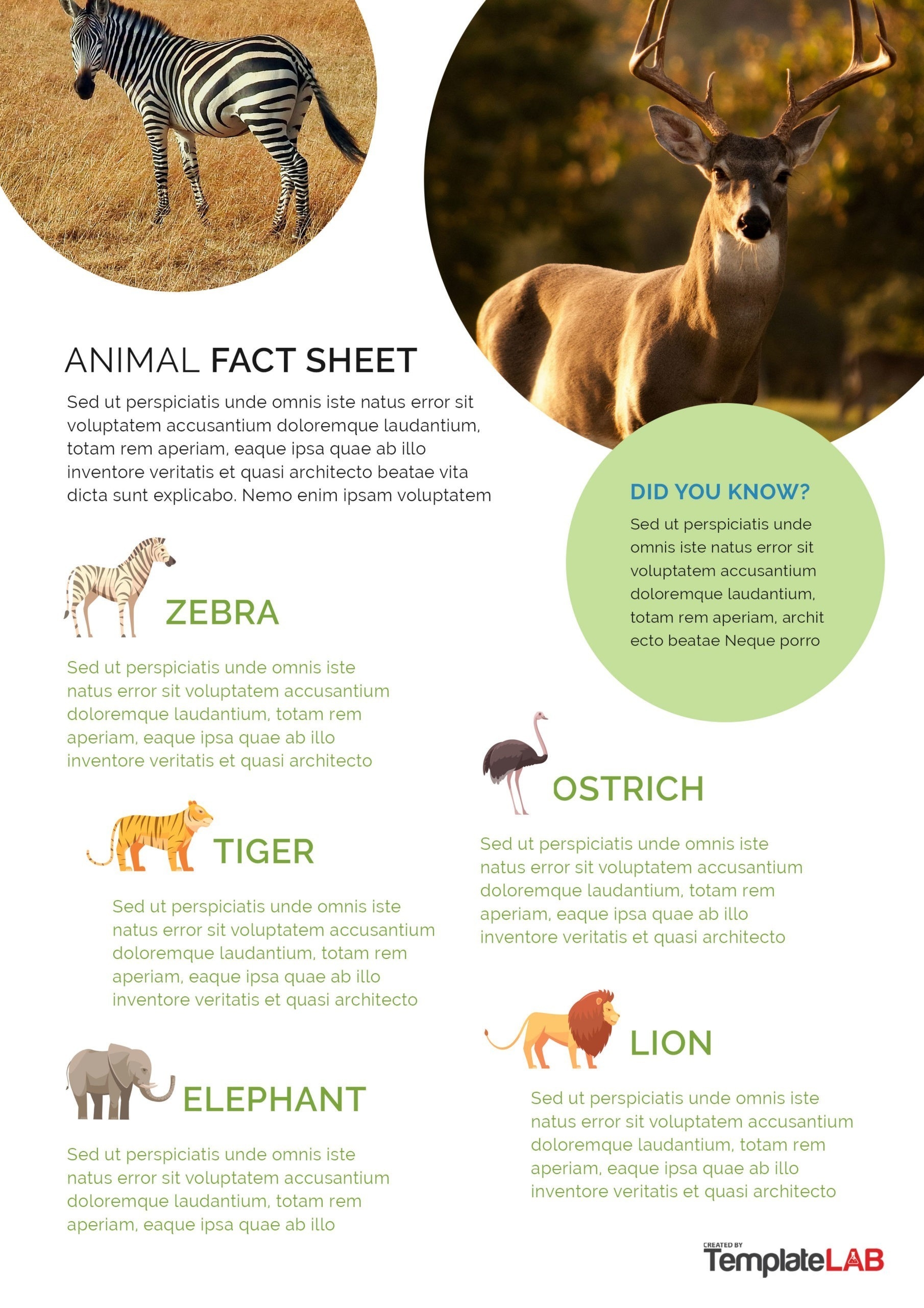 Animal Fact File Template Free Printable
