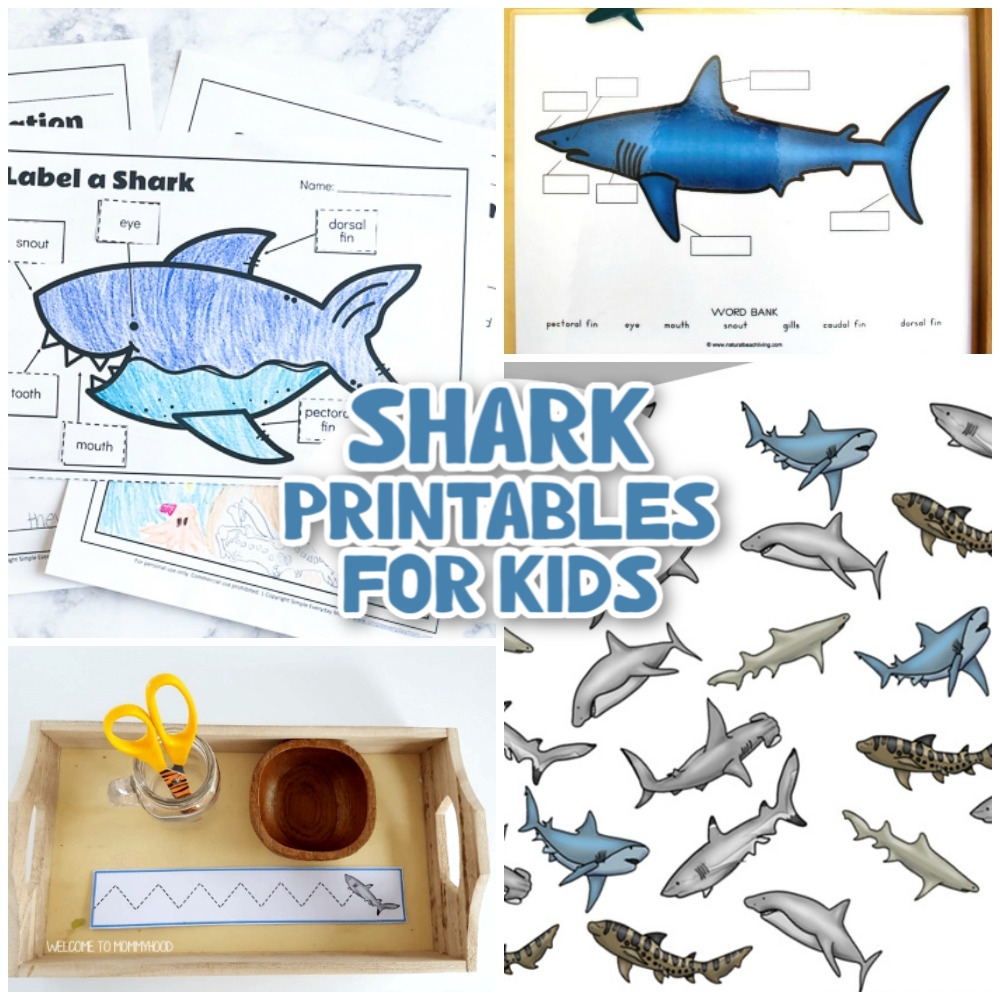 33 Best Shark Printables Templates And Activities Natural 