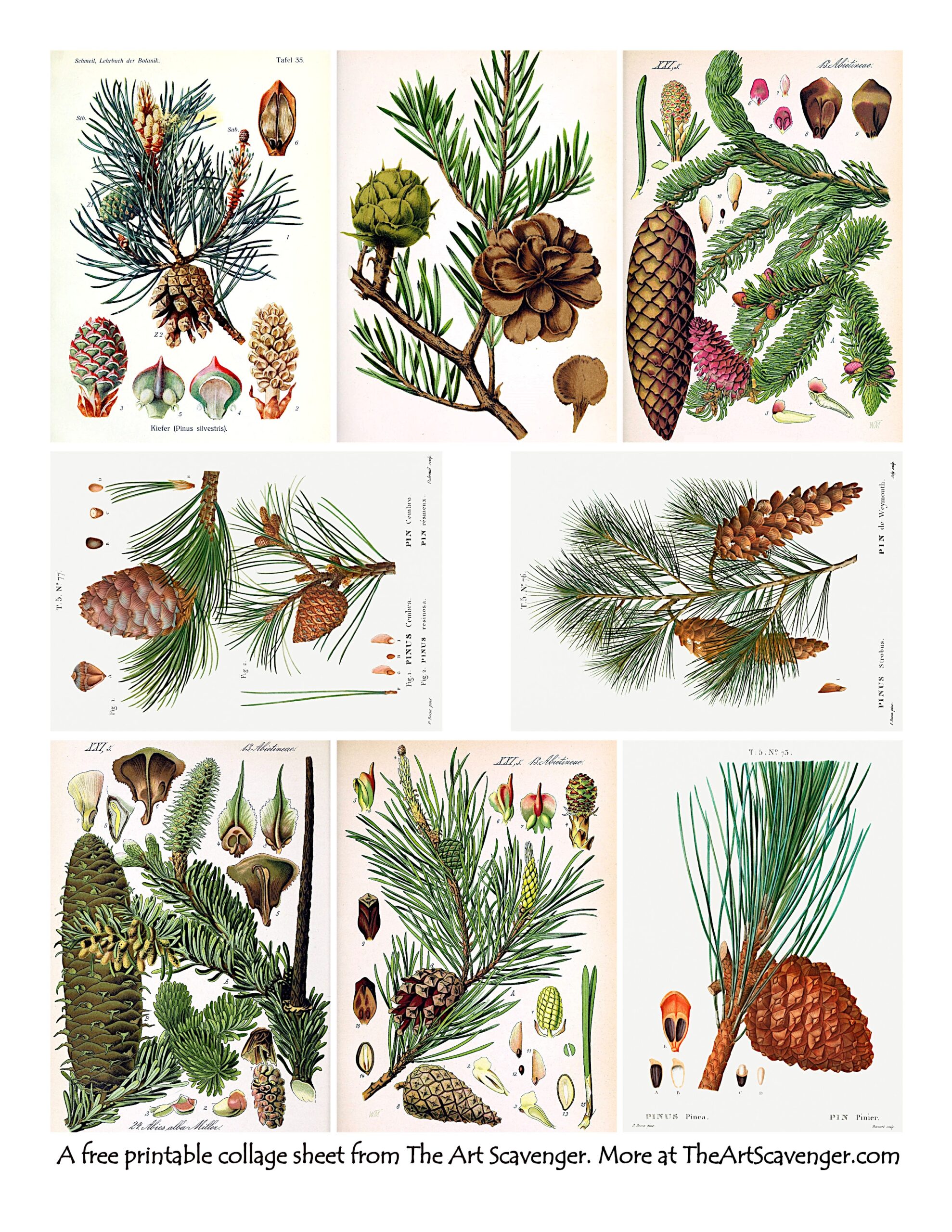 Free Printable Pinecone Illustrations Ephemera Sheets The Art Scavenger