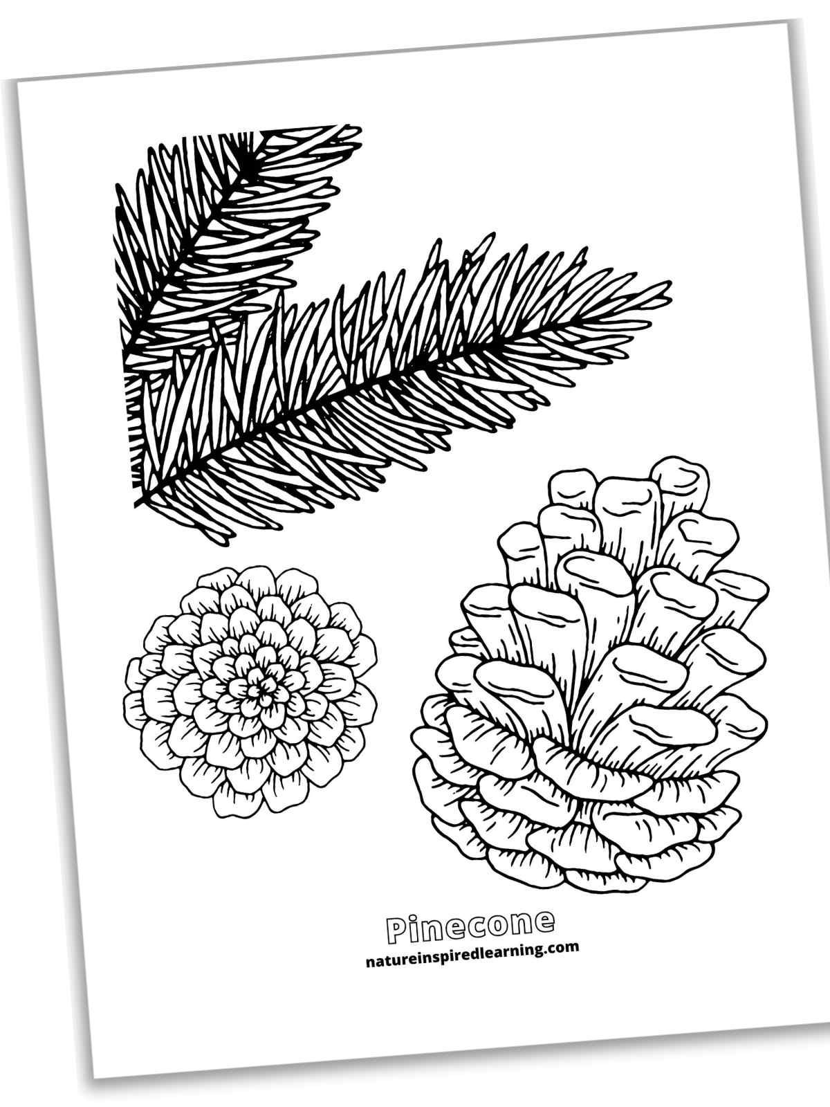 Pinecone Coloring Pages Nature Inspired Learning