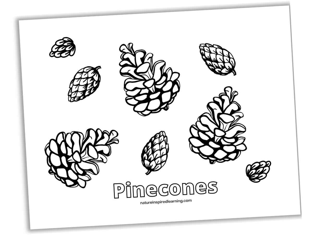 Pinecone Coloring Pages Nature Inspired Learning