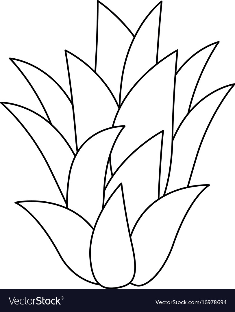 Sweet And Delicious Pineapple Leaves Royalty Free Vector