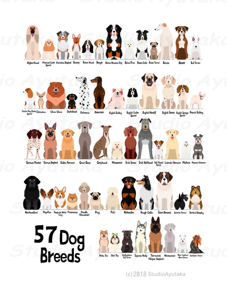 57 Breeds Of Dog Digital Chart Svg Jpg Png 16 20 Etsy
