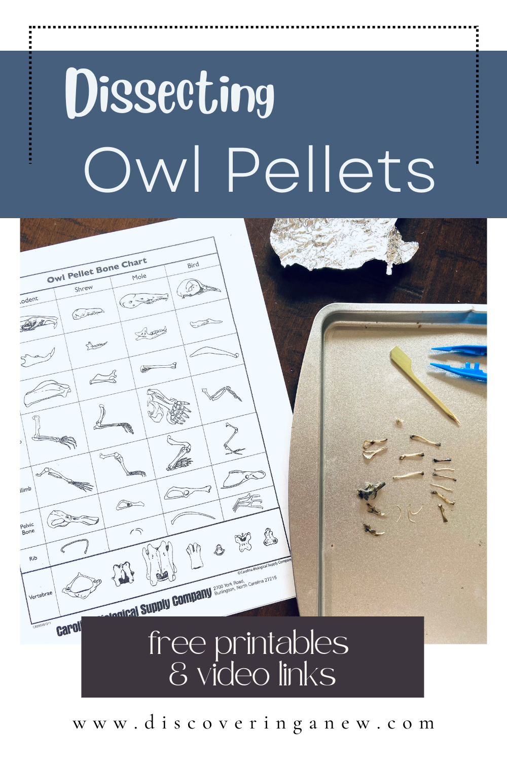 A Guide To Dissecting Owl Pellets Discovering Anew A Guide To Dissecting Owl Pellets Discovering Anew