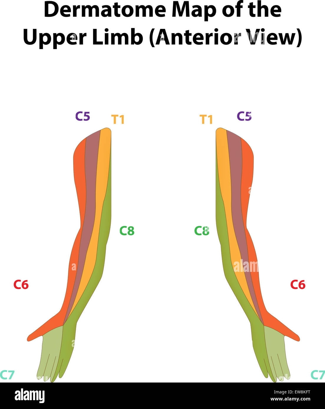 Printable Dermatome Map