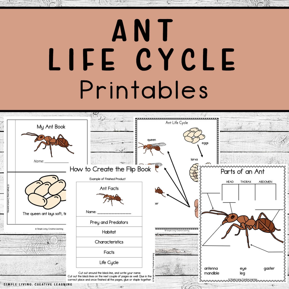 Ant Life Cycle Printables Simple Living Creative Learning