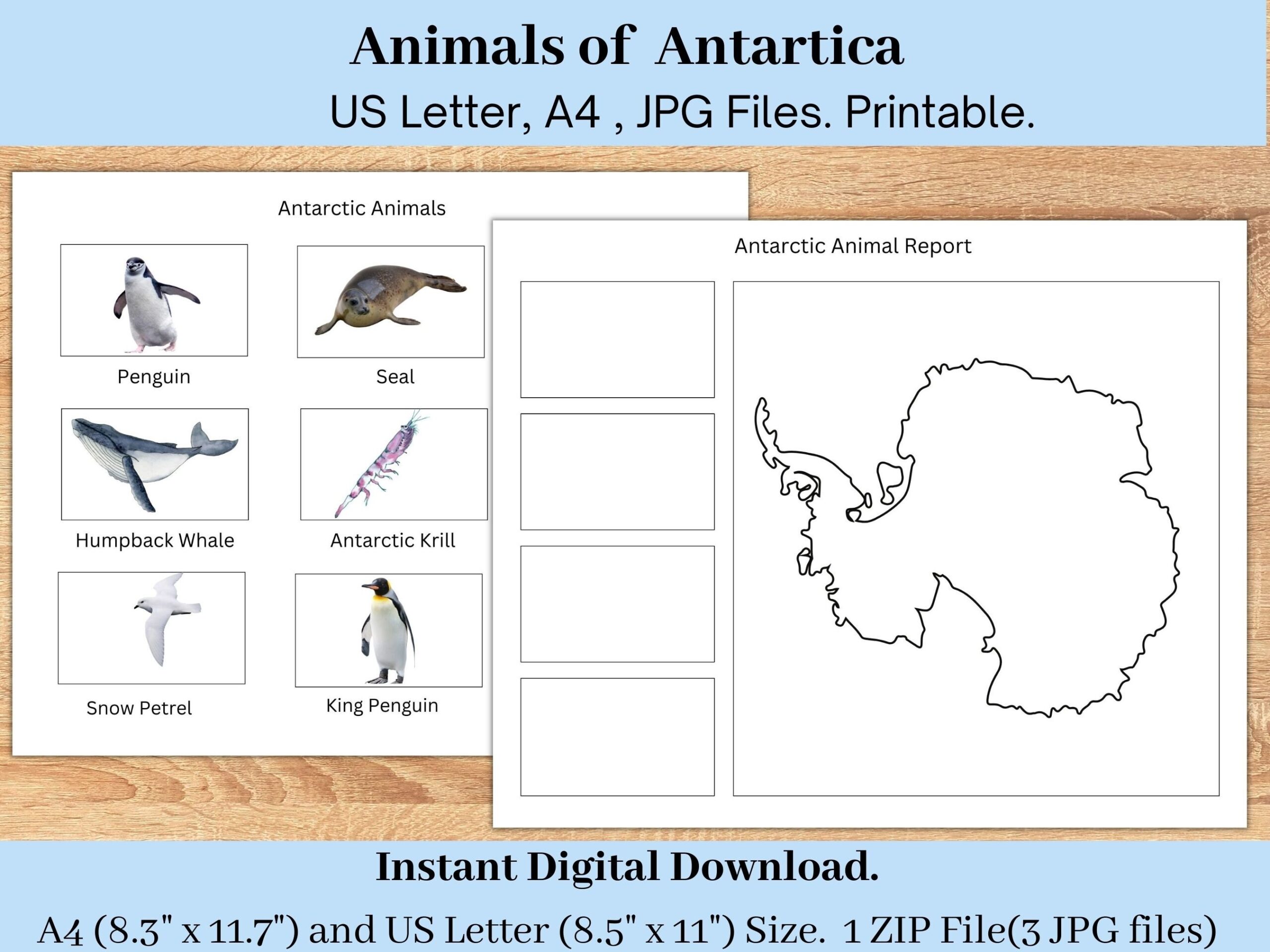 Antarctic Animal Report Geography Printable For Toddlers Pre k 