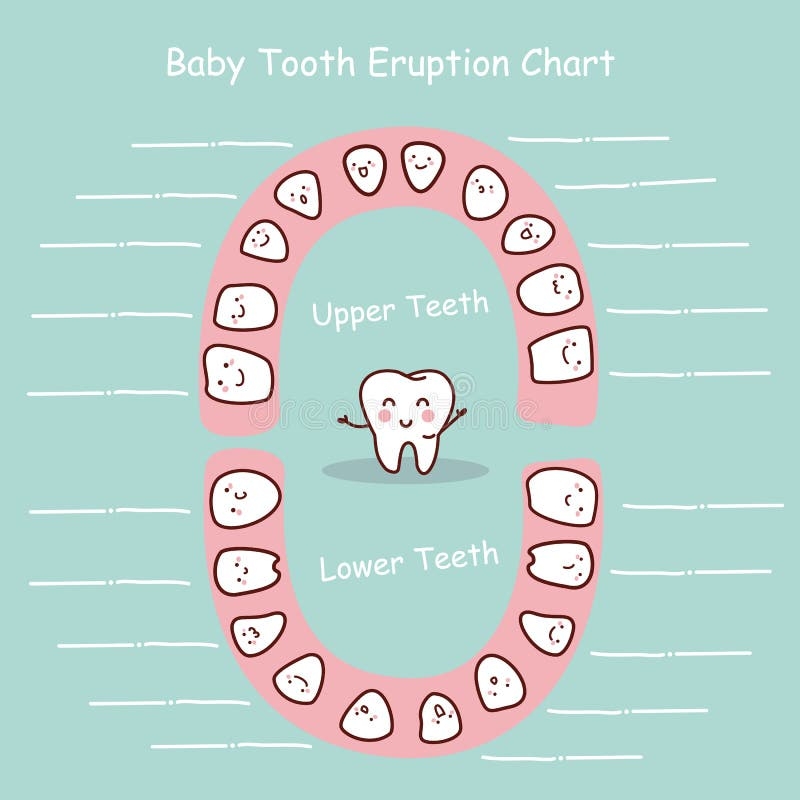 Baby Teeth Chart Stock Illustrations 134 Baby Teeth Chart Stock Illustrations Vectors U0026 Clipart Dreamstime