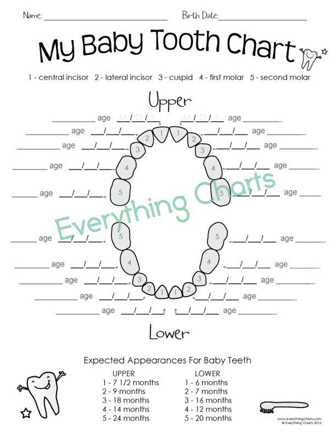 Baby Tooth Chart Pdf printable Etsy
