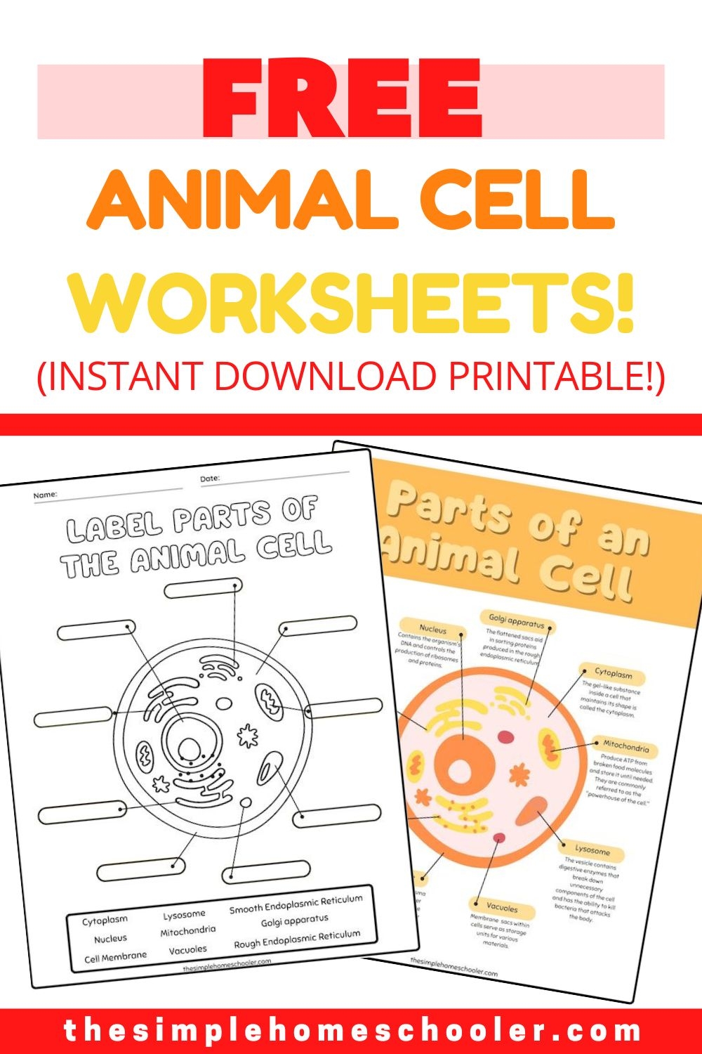 Best Free Animal Cell Worksheets With Answers Easy Print The Simple Homeschooler