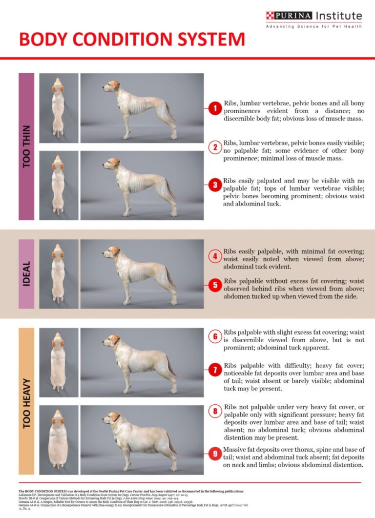 Body Condition Scoring BCS Guide Dogs For The Blind