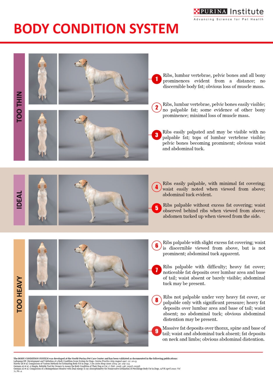 Body Condition Scoring BCS Guide Dogs For The Blind