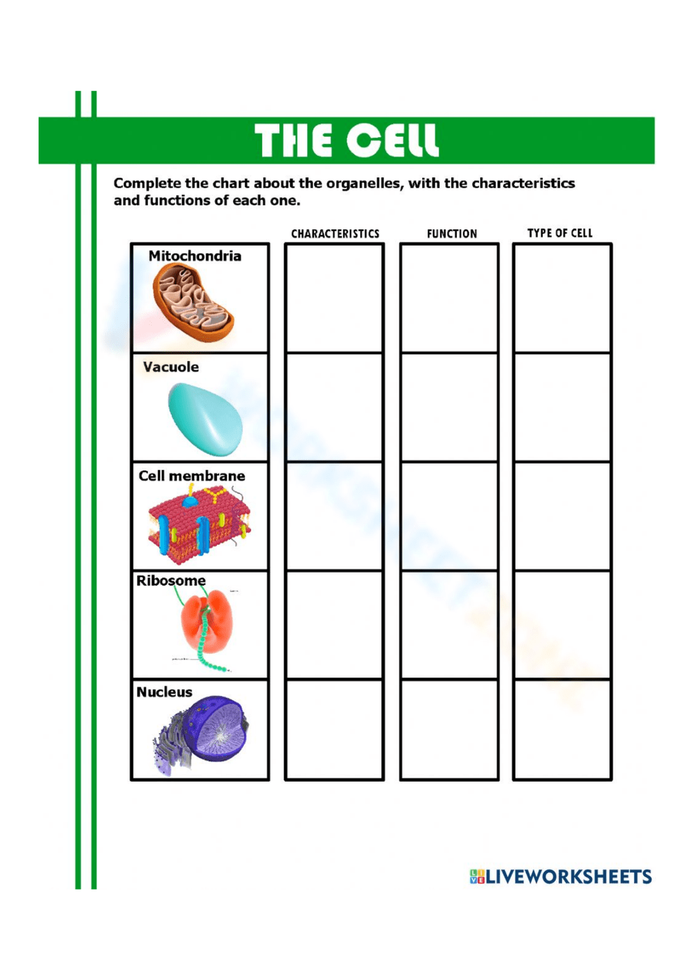 Printable Human Cell Worksheet