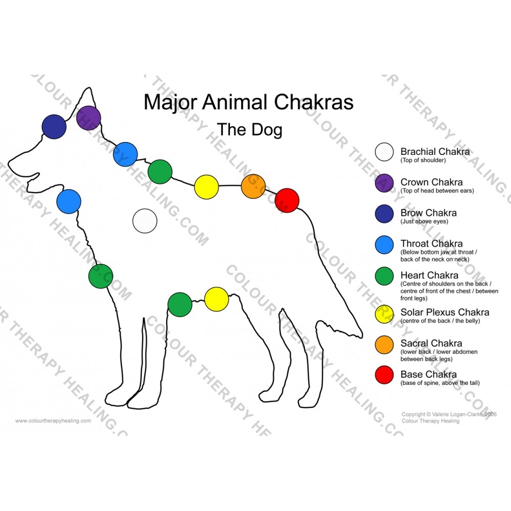 Chakras Of The Dog Poster PDF Download Chakras Of The Dog Poster PDF Download