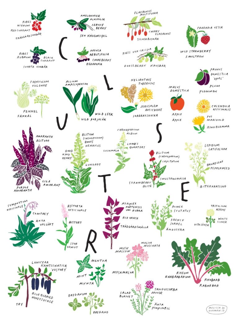 Chart Of Perennial Edibles At Cluster Agrikultura