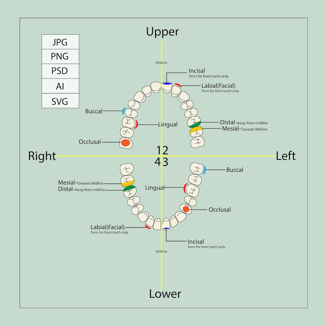 Dental Charting Guide Teeth Parts Guide Charting Dental Student Project Help Upper Lower Teeth Guide Dental Illustration Learning Guide Etsy