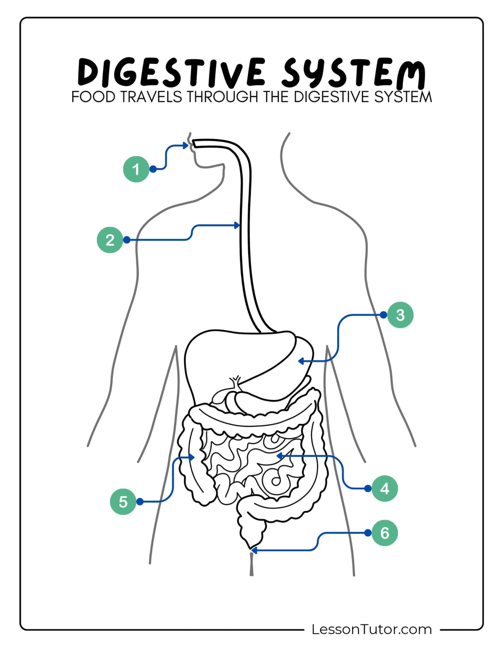 Digestive System Worksheets Lesson Tutor