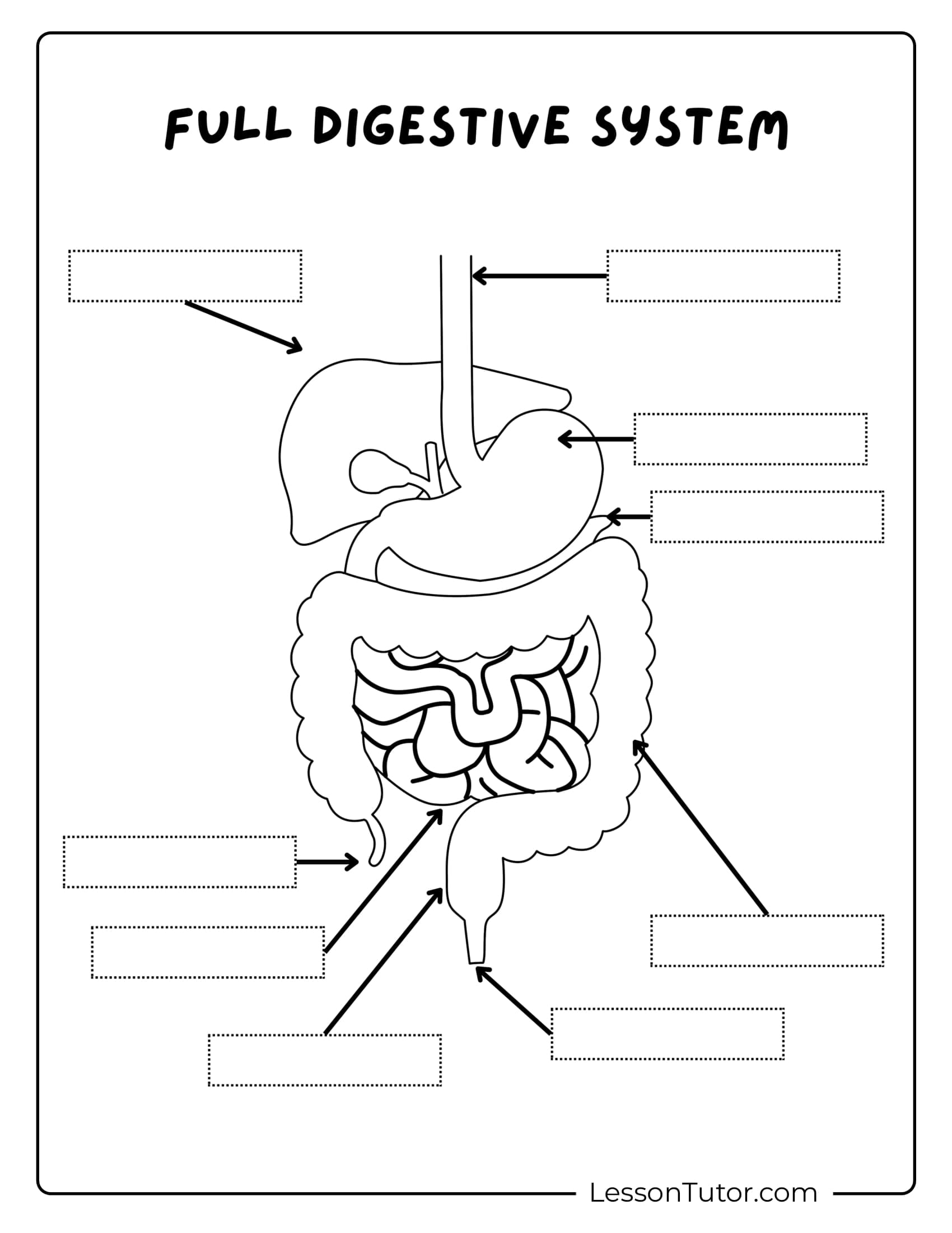 Digestive System Worksheets Lesson Tutor