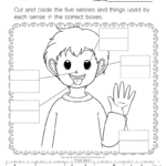 Five Senses Worksheet Free Printable Digital U0026 PDF