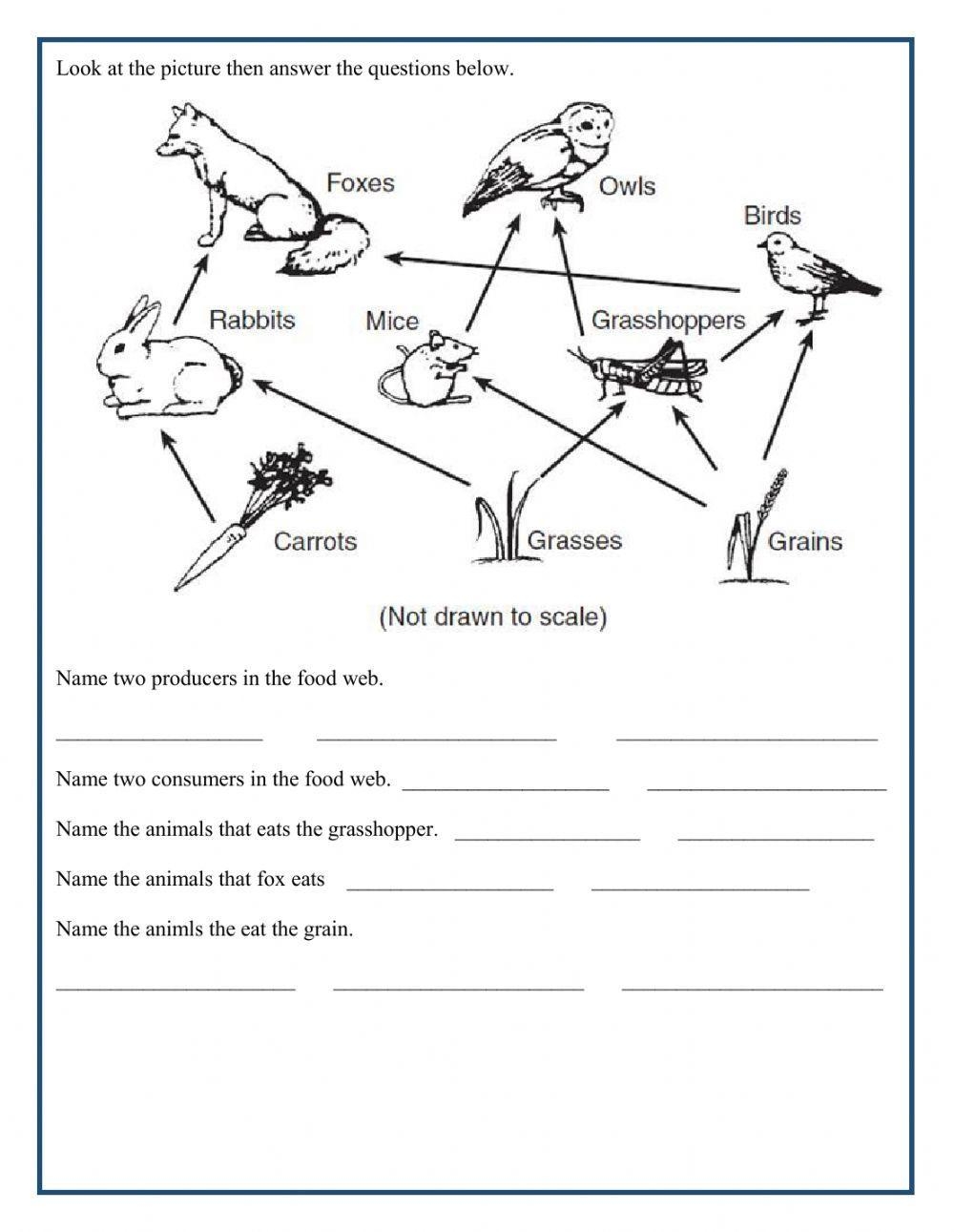 Food Chain And Food Web Interactive Worksheet Worksheets Library