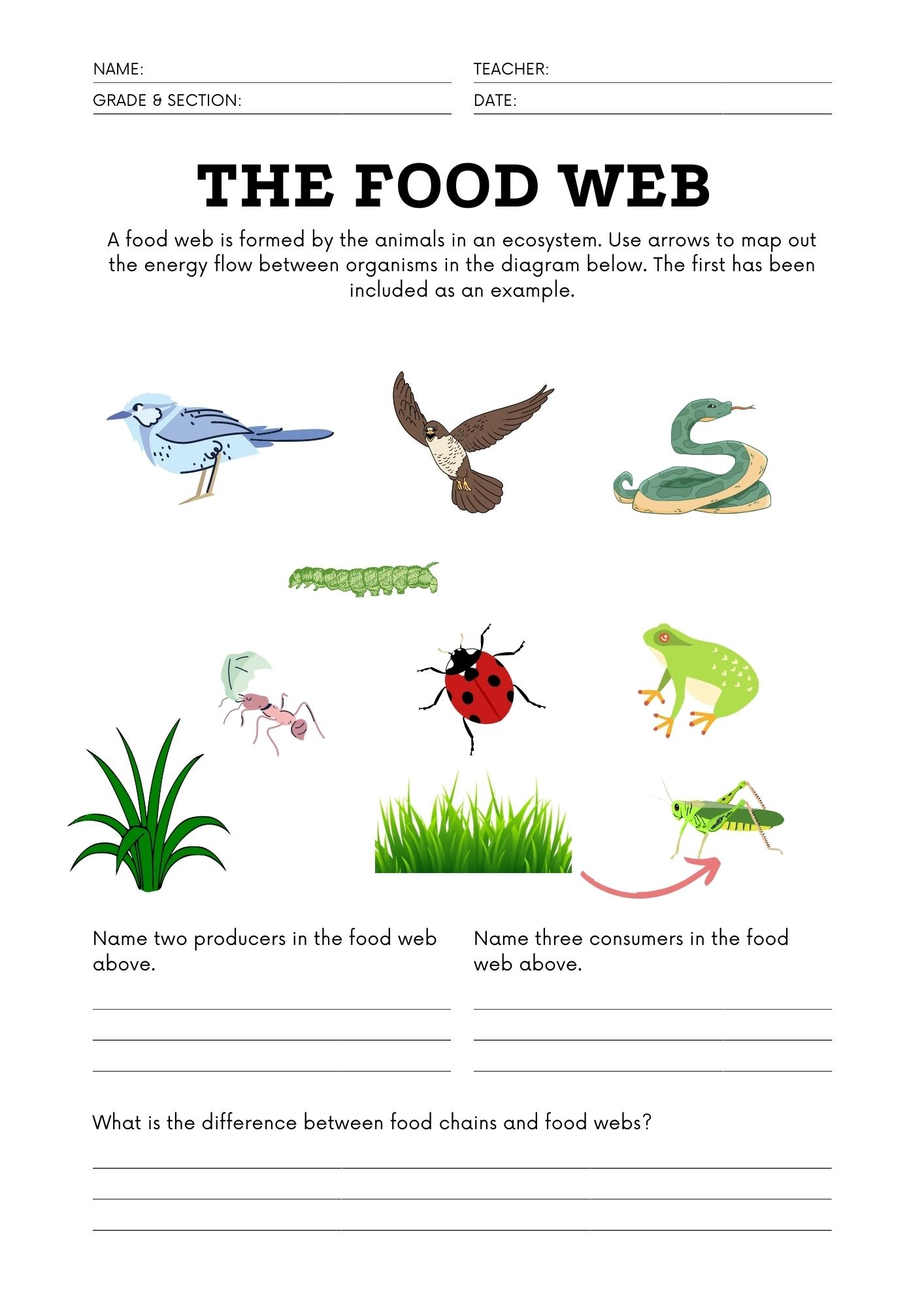 Food Web Printable Worksheets