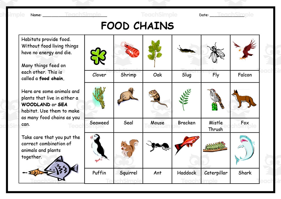 Food Chains Worksheet By Teach Simple Worksheets Library
