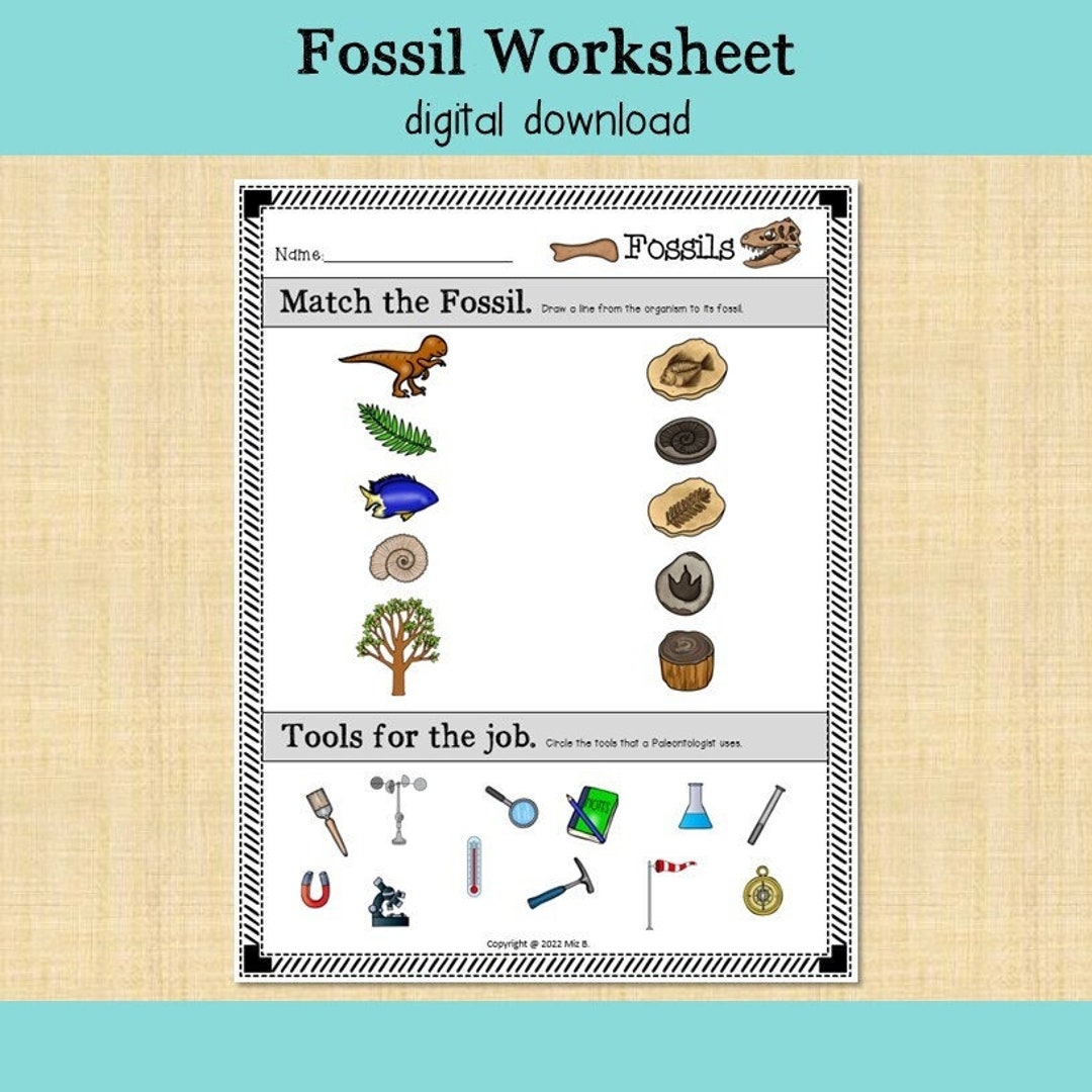 Fossils Worksheet Paleontology Matching Activity digital Download Etsy