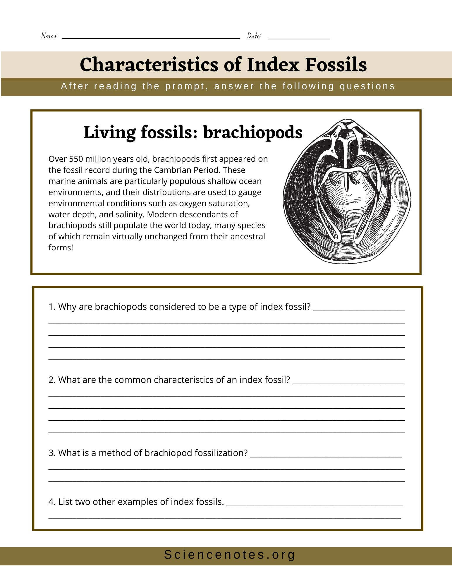 Fossils Worksheets