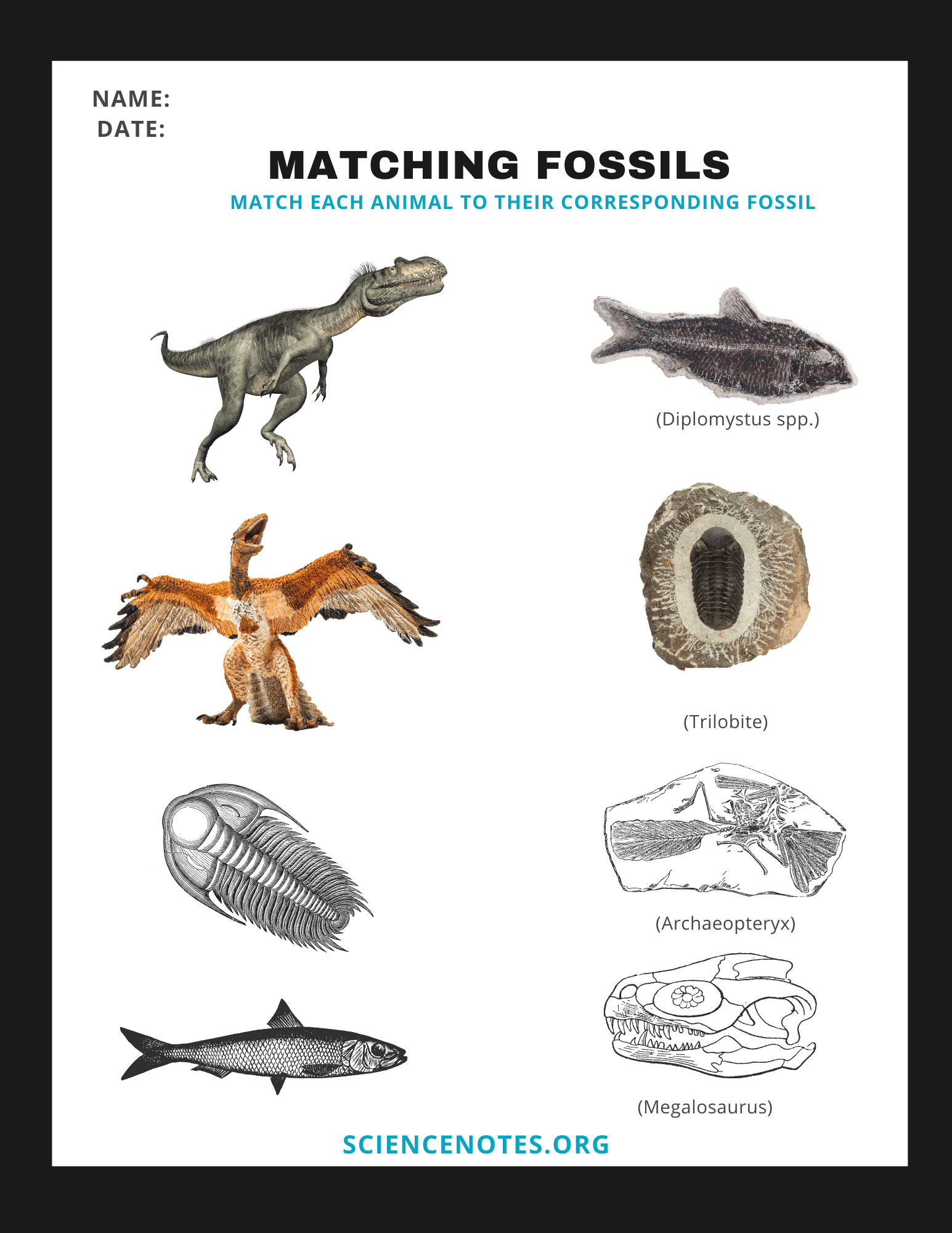 Fossils Worksheets