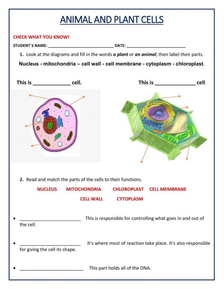 Free Cell Worksheet Download Free Cell Worksheet Png Images Free Worksheets On Clipart Library