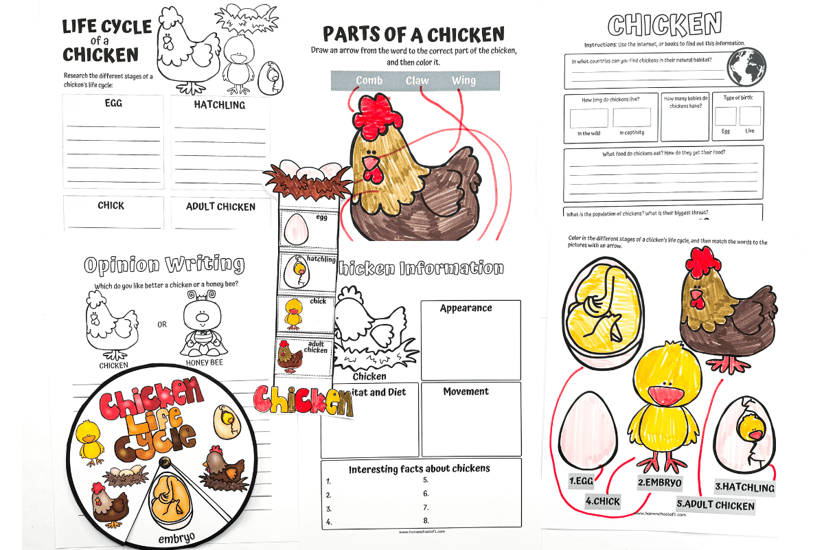 Printable Chicken Life Cycle Worksheet
