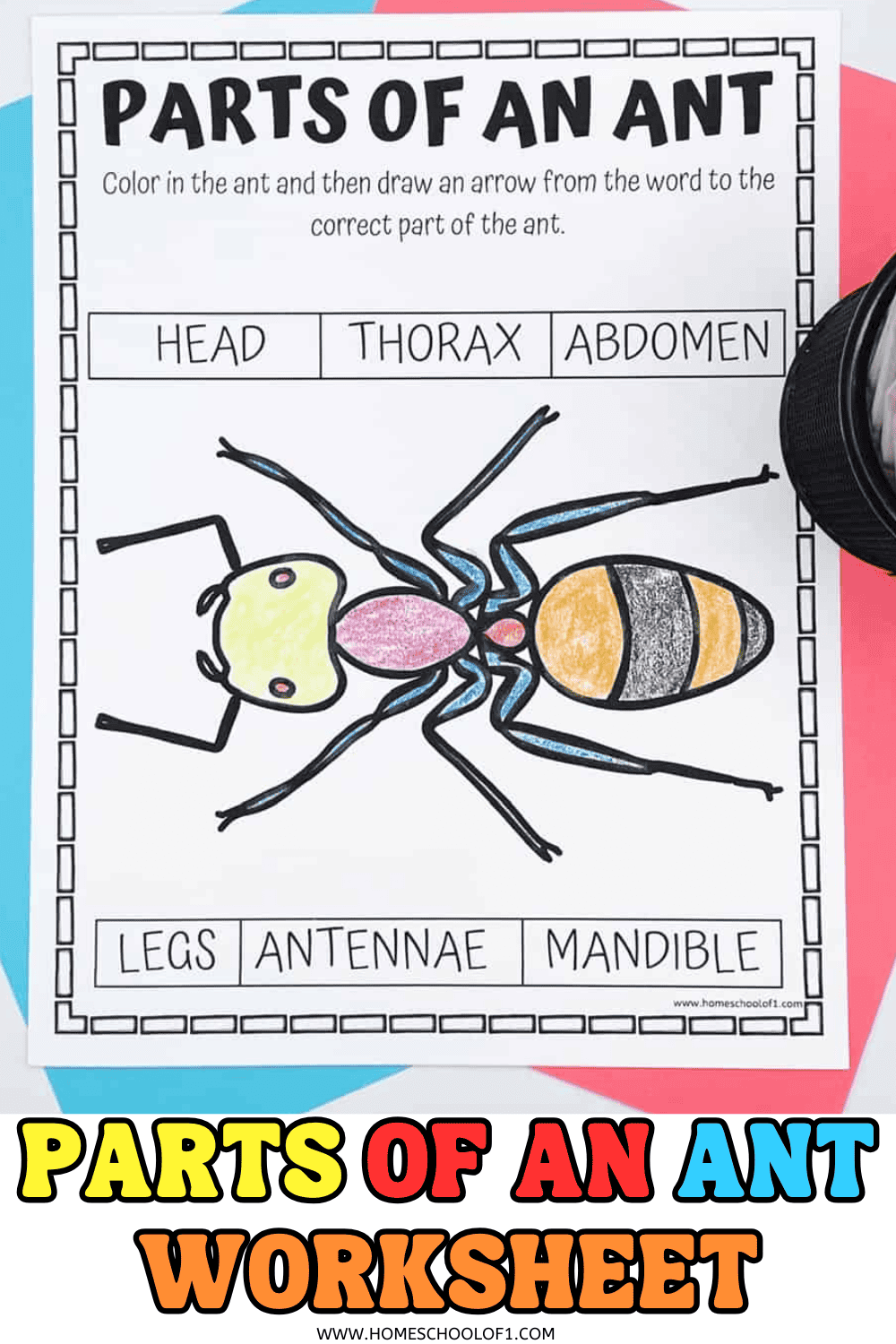 Free Ant Worksheets Printables