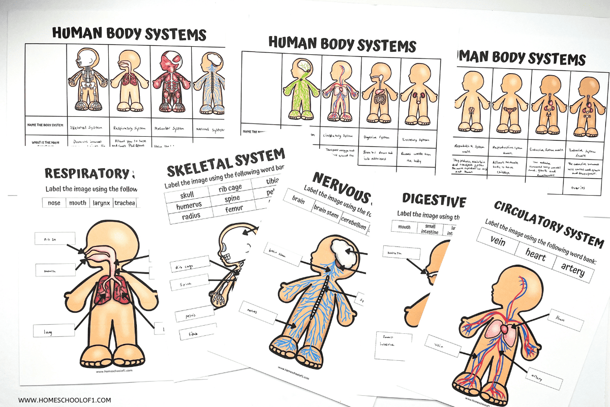 Human Body Free Printable Worksheets Human Body Free Printable Worksheets