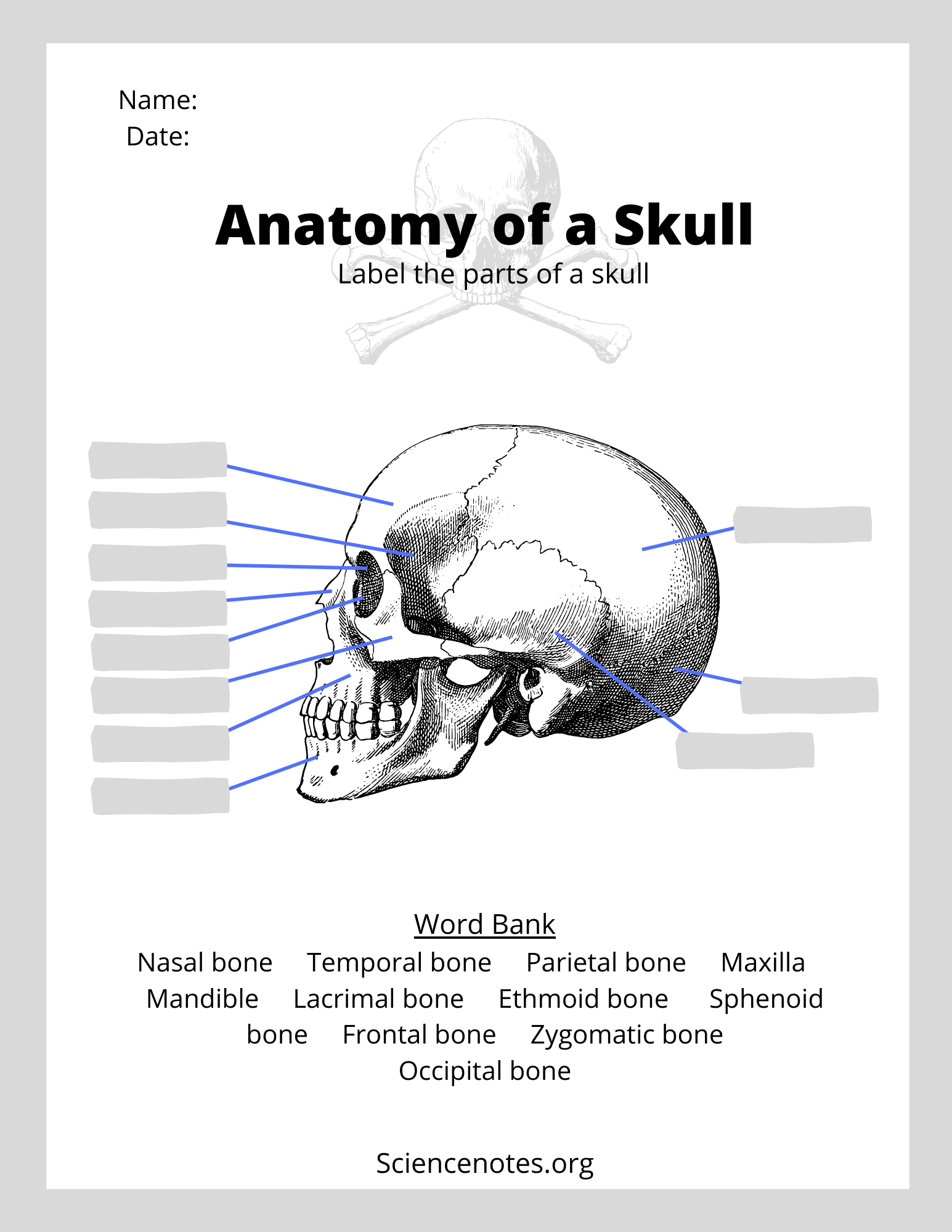 Human Anatomy Worksheets And Study Guides Worksheets Library