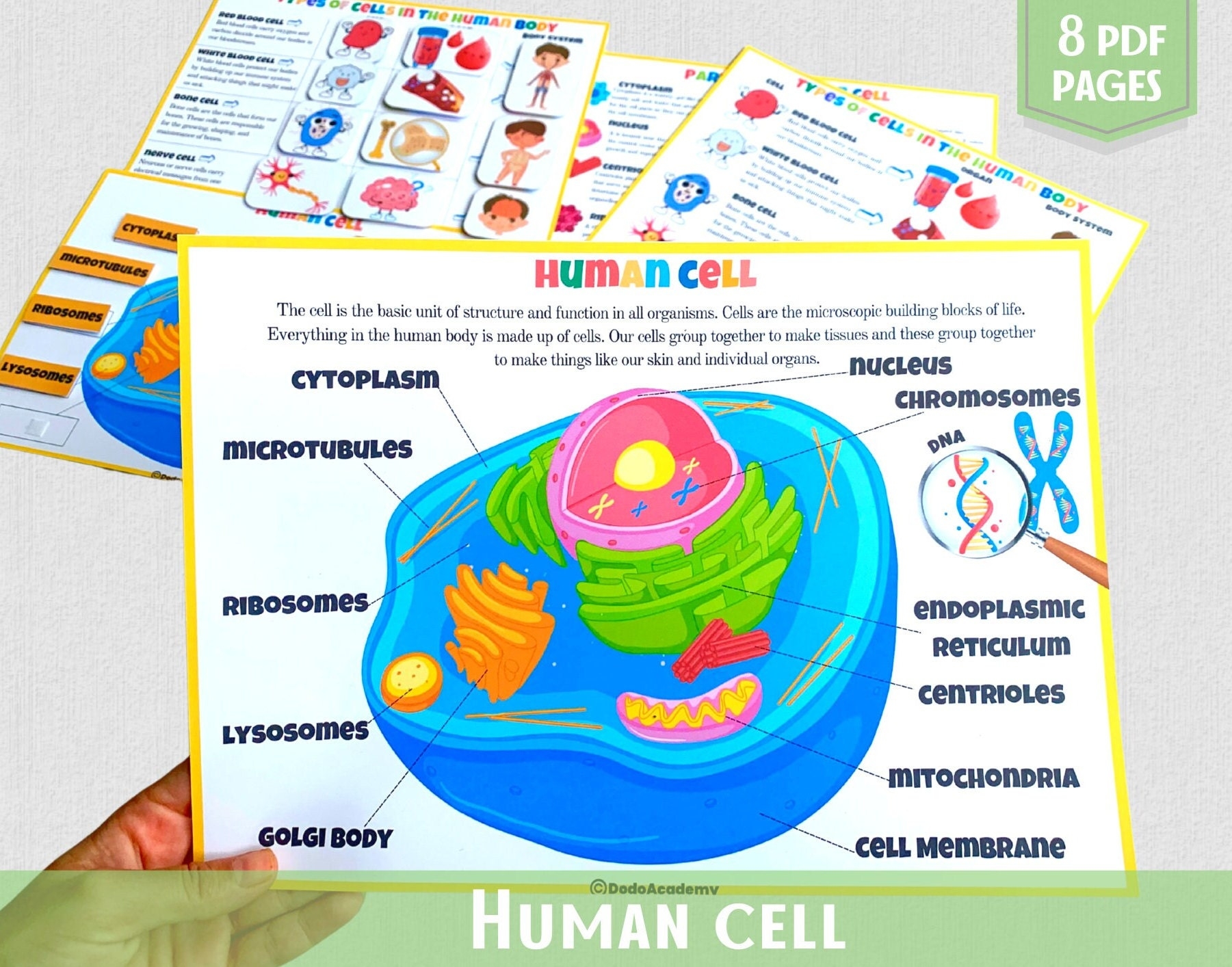 Human Cell Worksheet Etsy