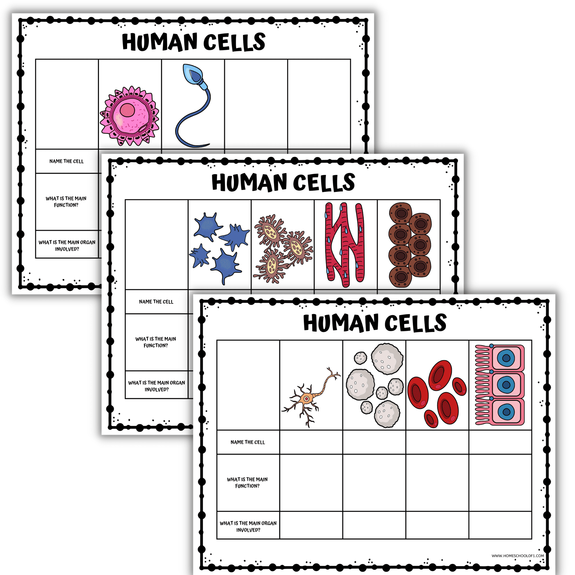 Human Cell Worksheet Printable Science Pack