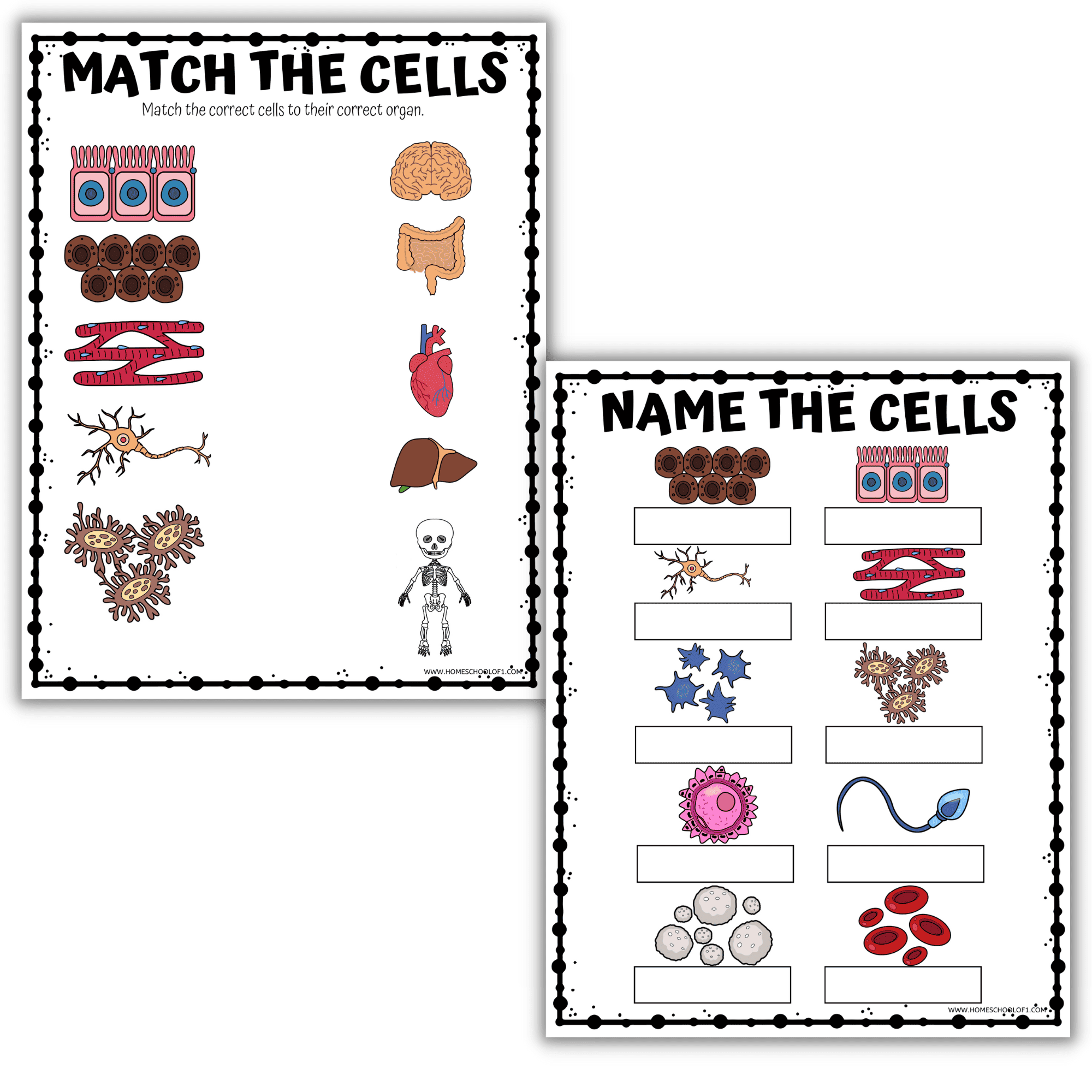 Human Cell Worksheet Printable Science Pack