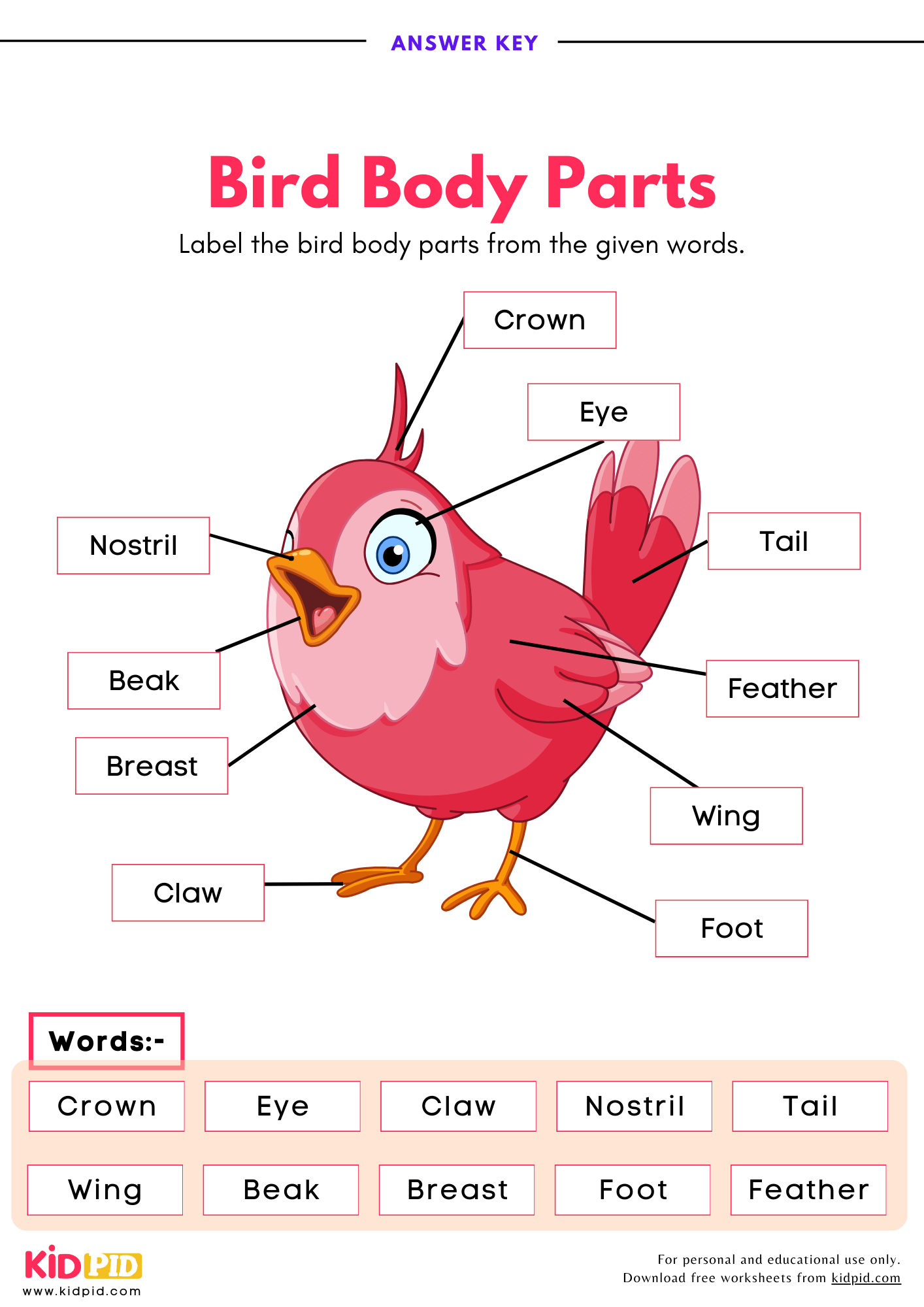 Label Bird Body Parts Worksheet Kidpid
