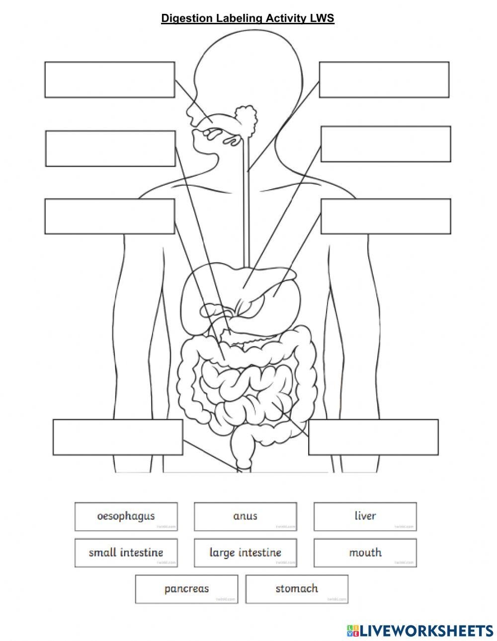 Digestive System Printable Worksheet