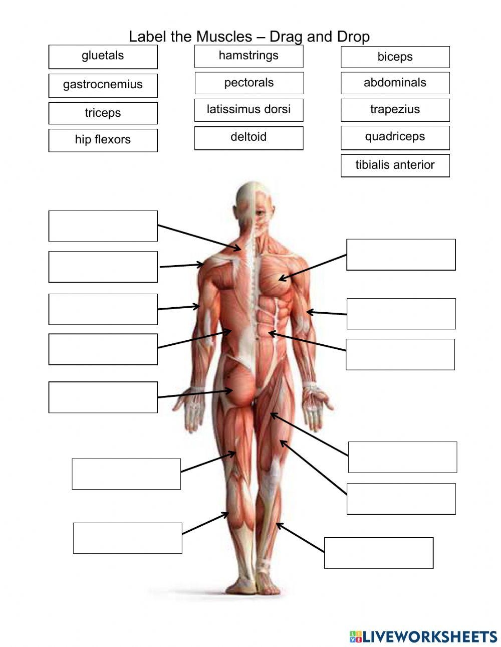 Label The Muscles Drag And Drop Worksheet Worksheets Library