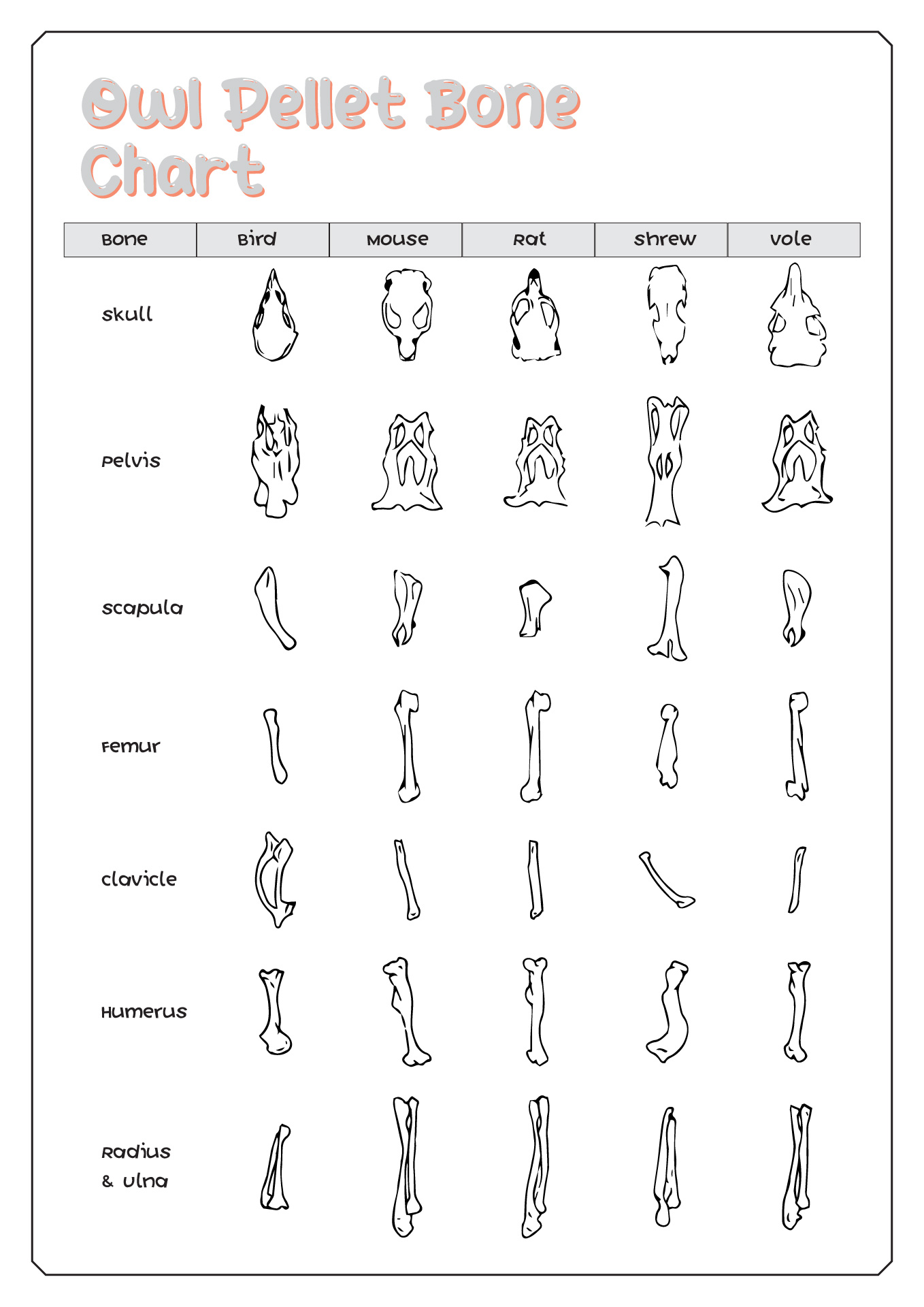 Legend Of The Guardians The Owls Of Ga hoole 30 Large Kit Includes Bone Sorting Sheets Teacher s Guide 1 5 2 Owl Pellets Legend Of The Guardians The Owls Of Ga hoole 30 Large Kit Includes Bone Sorting Sheets Teacher s Guide 1 5 2 Owl Pellets