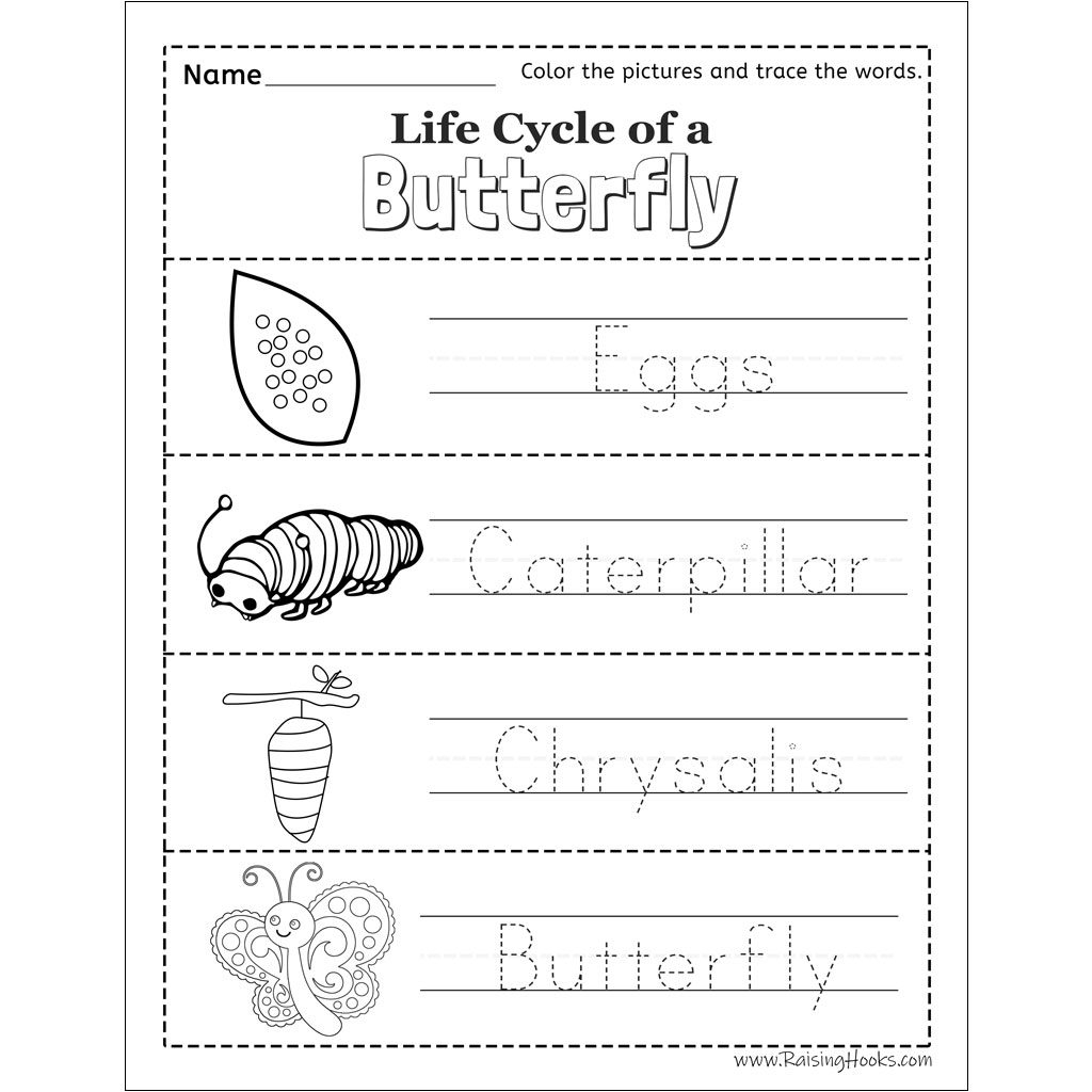 Printable Butterfly Cycle Worksheet