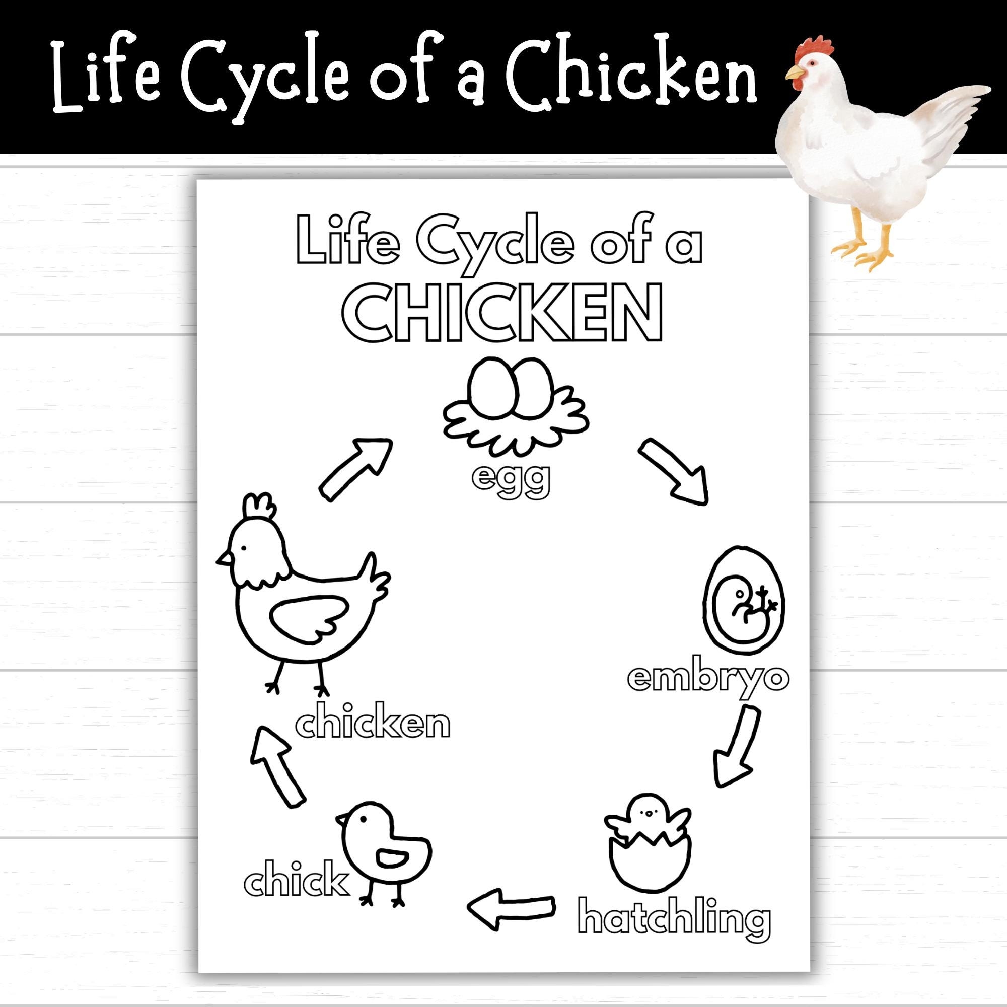 Life Cycle Of A Chicken Coloring Page Printable Chicken Life Cycle Science Worksheet Chicken Activities Coloring Sheet Farm Animal PDF Etsy