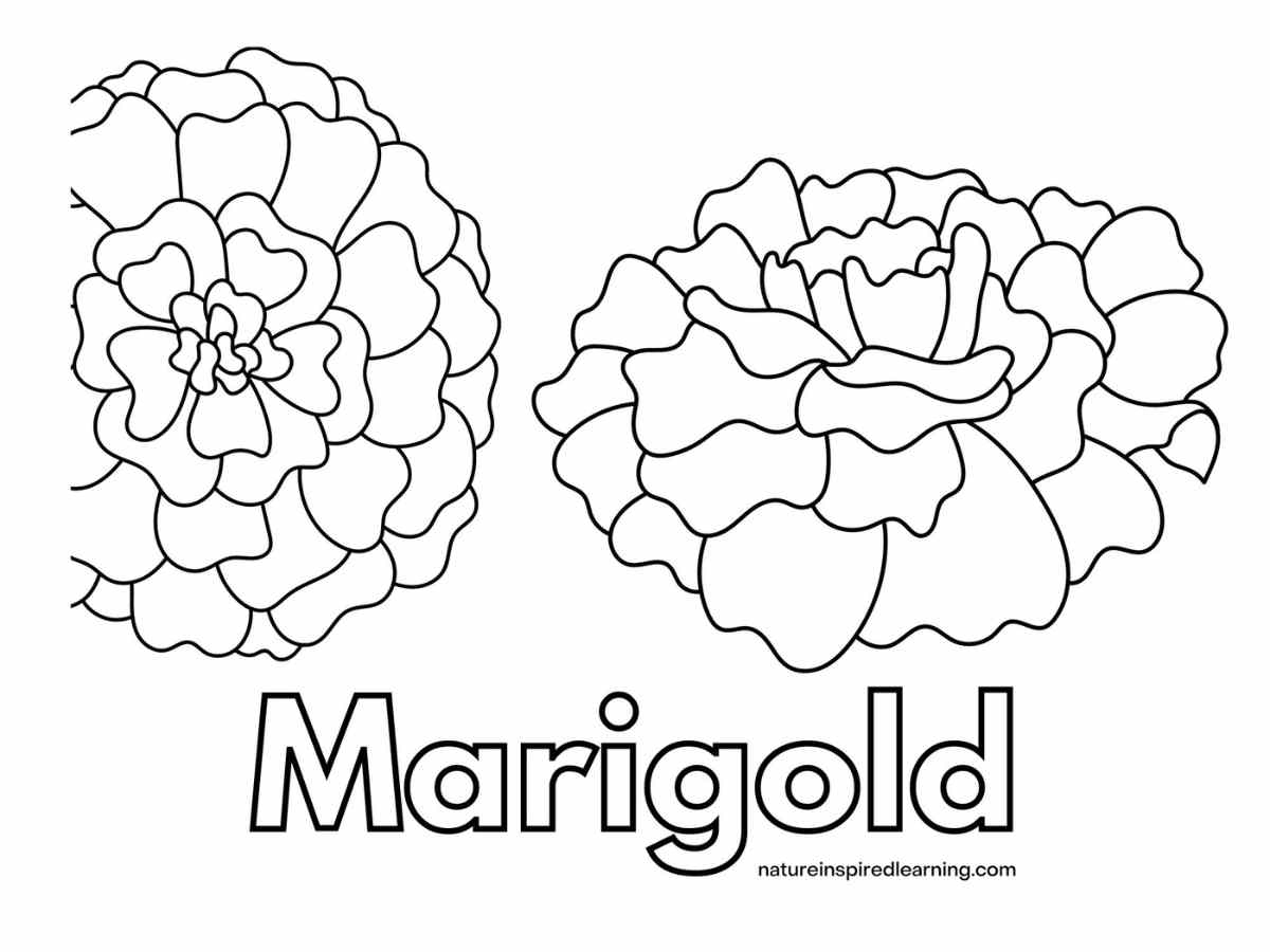 Marigold Coloring Pages Nature Inspired Learning