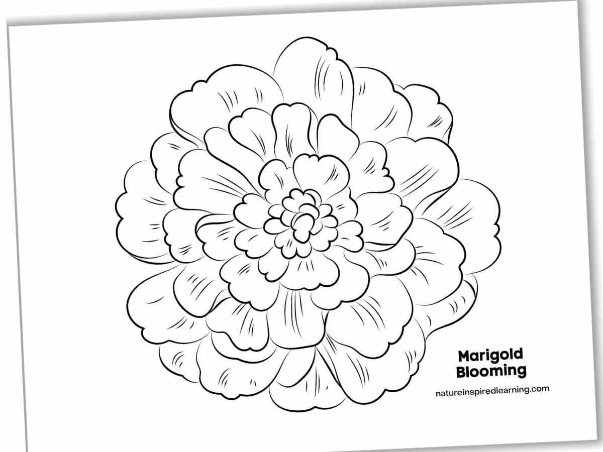 Marigold Coloring Pages Nature Inspired Learning