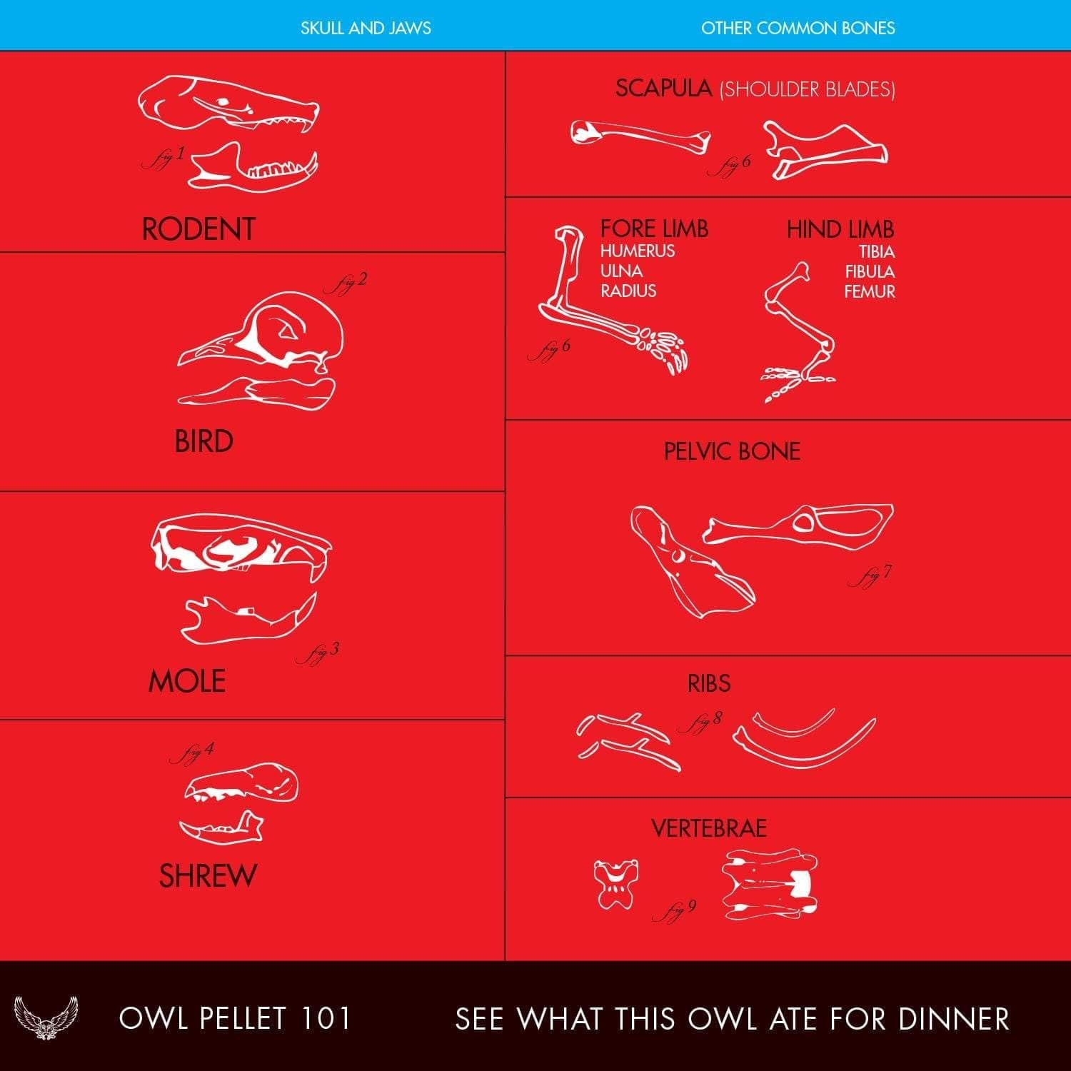 Owl Pellet Bone Chart Free Printable Owl Pellet Bone Chart Free Printable