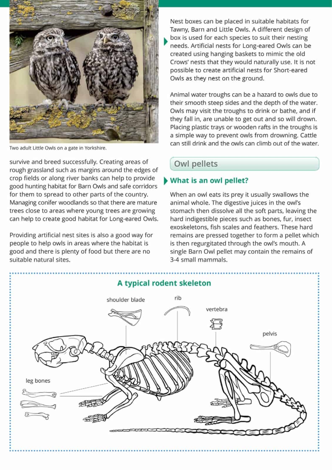 Owls And Owl Pellets Guide Field Studies Council Owls And Owl Pellets Guide Field Studies Council