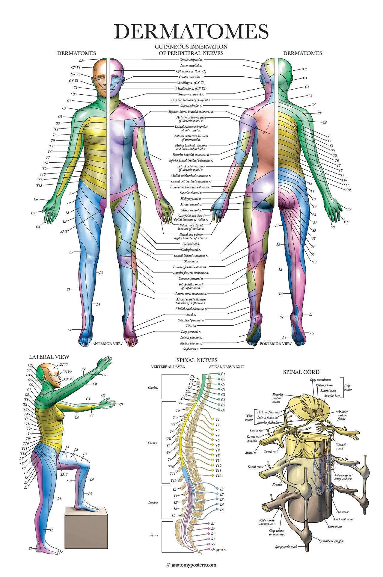 Palace Learning Dermatomes Nervous System Anatomical Chart Dermatomes Anatomy Poster LAMINATED 18 X 24 Amazon Industrial Scientific