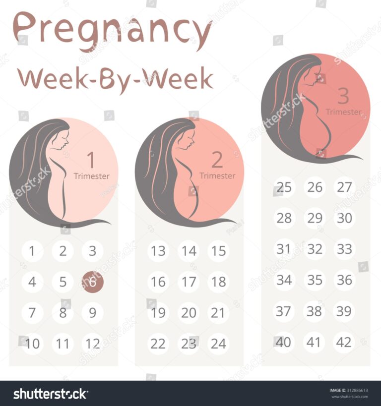 Pregnancy Week By Week Calendar Trimesters Stock Vector Royalty Free 312886613 Shutterstock