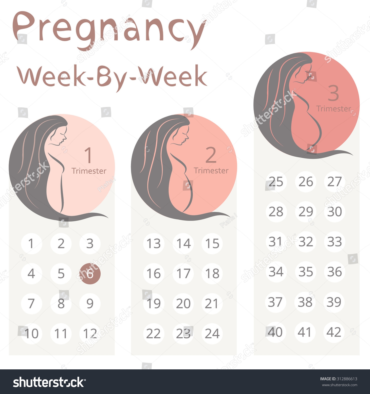 Pregnancy Week By Week Calendar Trimesters Stock Vector Royalty Free 312886613 Shutterstock